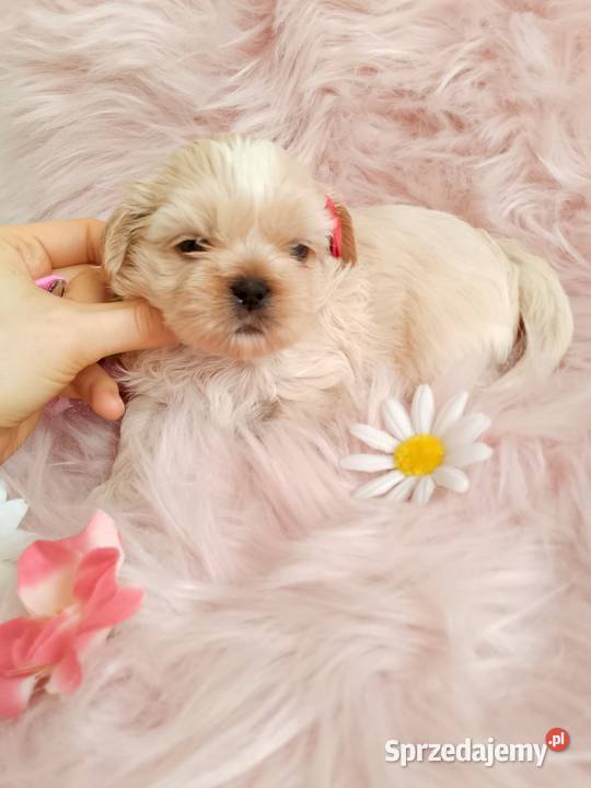 Jasna suczka rasy ShihTzu Ostrzeszów sprzedam