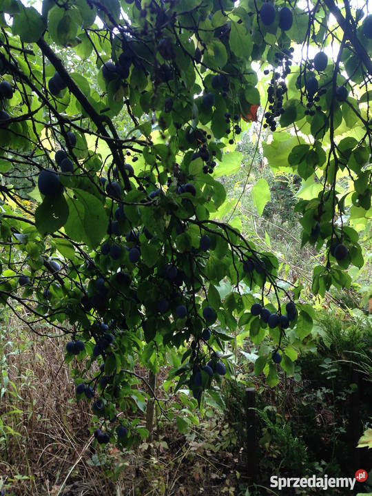 Działka ogródek 38a Dzierżoniów POD KOLEJARZ 380m2