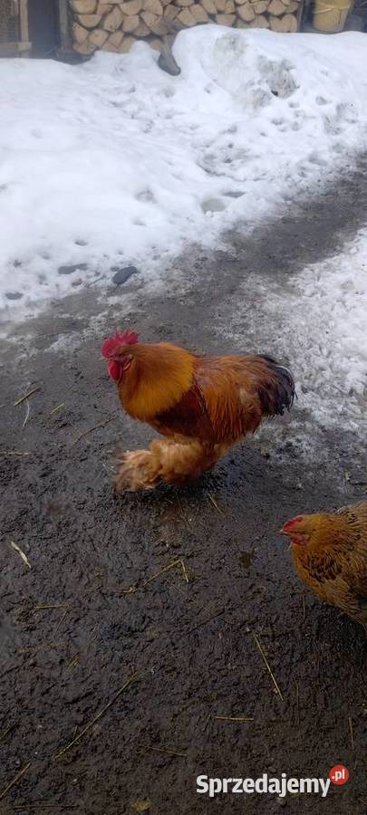 Kogut Kochin lubelskie Tomaszów Lubelski sprzedam