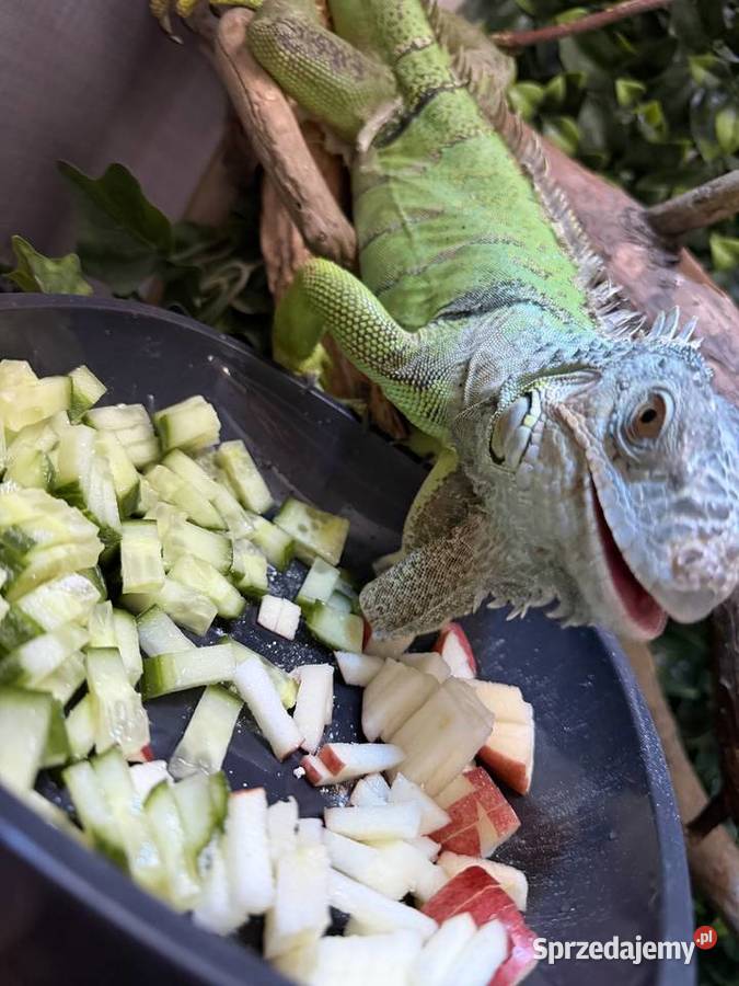 Oddam legwana zielonego i bazyliszka Zwierzęta Wrocław