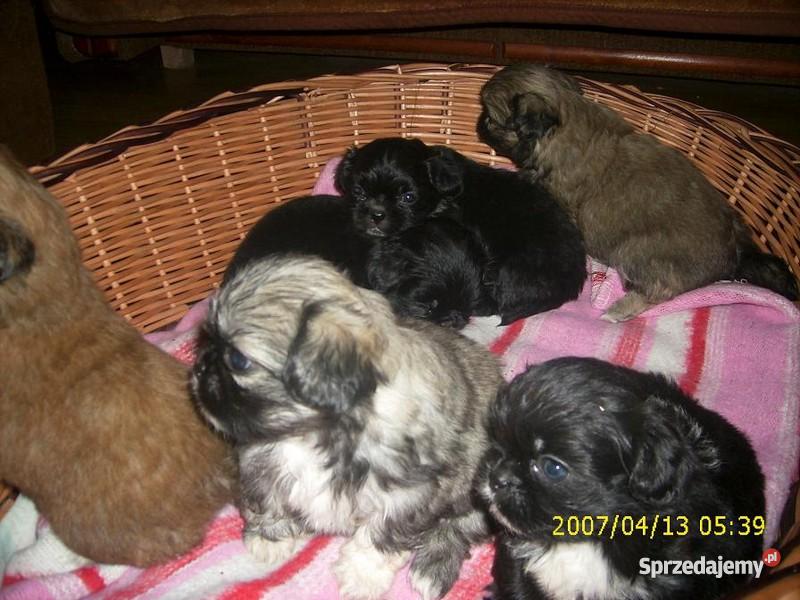 Pekińczyki Miniaturka Leżajsk