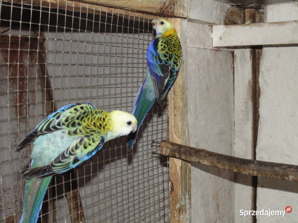 rozela bladoglowa para Racibórz