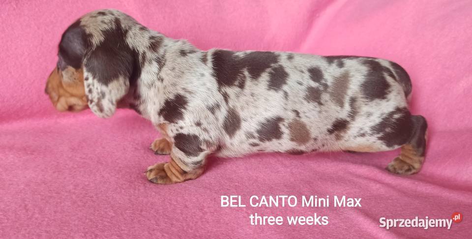 Jamniki krótkowłose króliczeminiaturowe FCI Kraków sprzedam