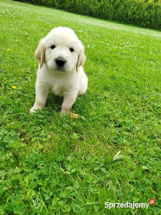 Golden retriever szczeniaki