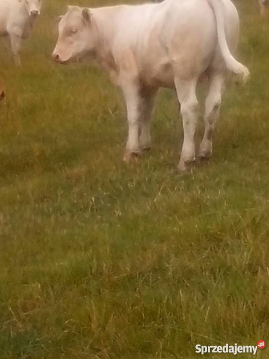 byczki byki opasy odsadki Charolaise Muszyna sprzedam
