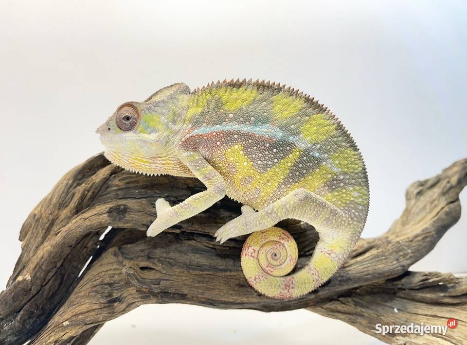 Kameleon lamparci kameleony lamparci sprzedam