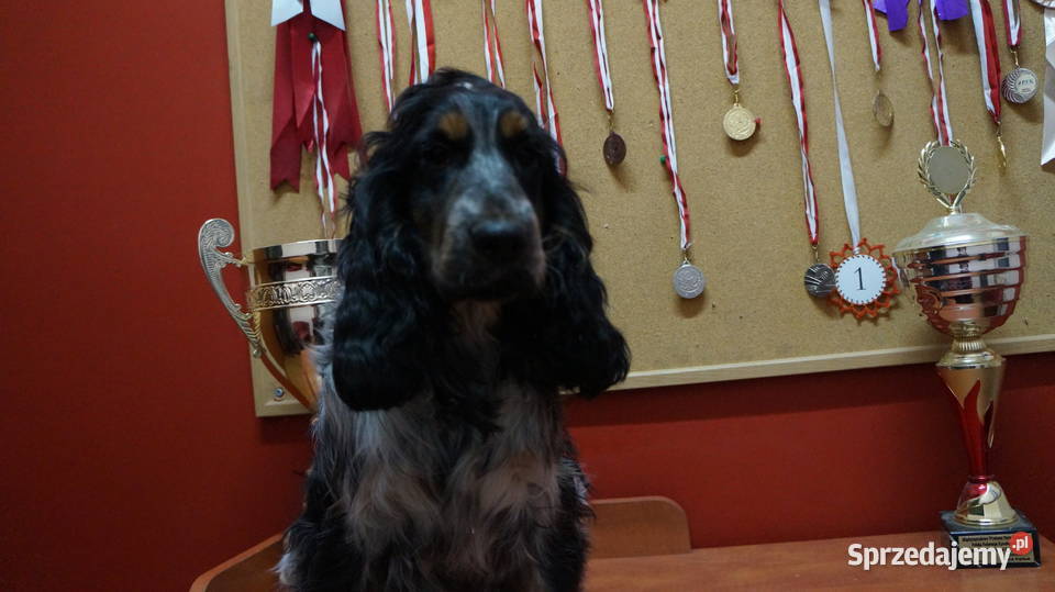 COCKER SPANIEL ANGIELSKI Bydgoszcz