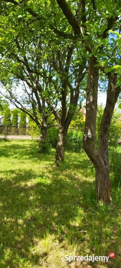 Sprzedam działkę ROD w Suchym Lesie prąd Suchy Las sprzedam