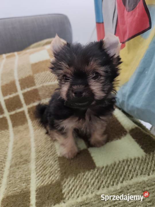 York terrier pieseki lubelskie Chełm