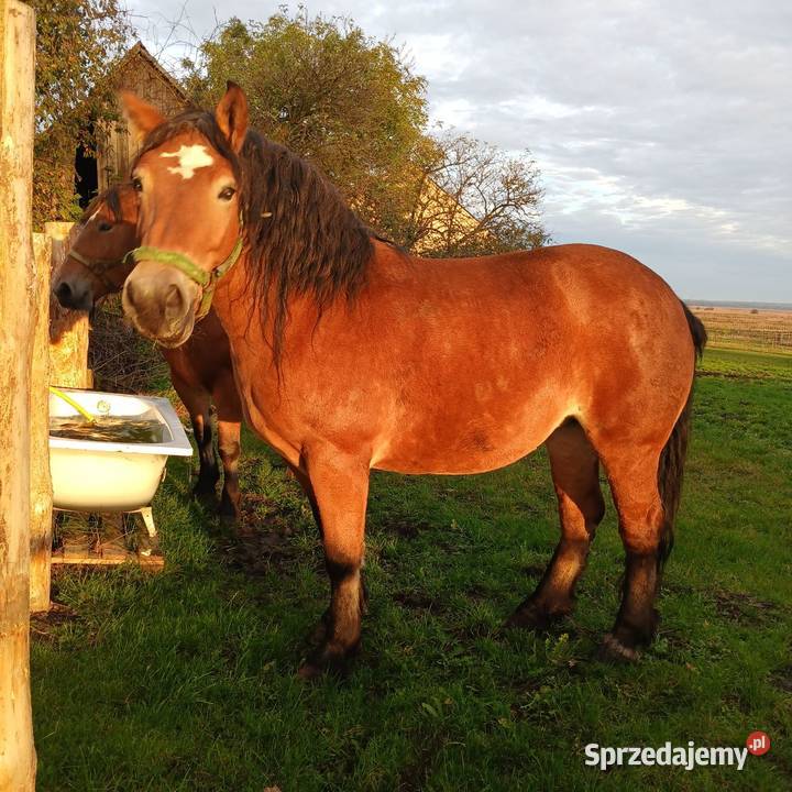 Sprzedam konie Waniewo