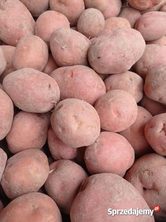 Ziemniaki Belarossa Rośliny okopowe Godziszów