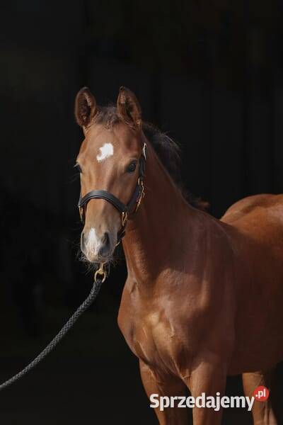 Obroża źrebiąt TopLine czarna 3224748 Kamionna sprzedam