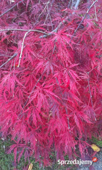 KLON PALMOWY SEIRYU sadzonki w doniczkach Ustronie