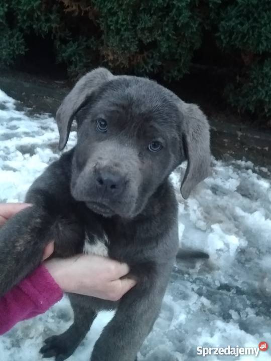 Szczenięta Cane Corso Błękitne