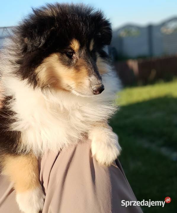 Owczarek szkocki collie ZKwP FCI Warszawa