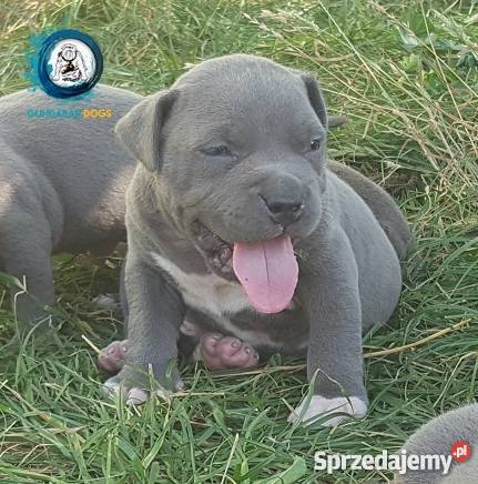 American BullyAmstaff Szczeniaki Gundabar Dogs wielkopolskie Koło