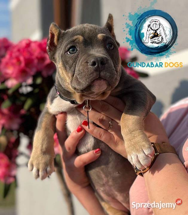 Suczka American Bully ABKC Koło