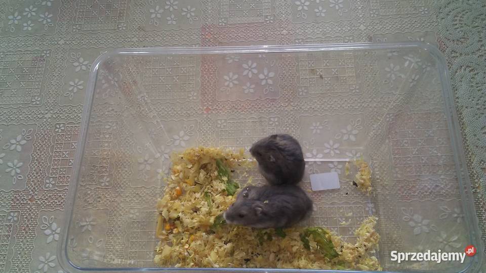 serdecznie mam na sprzedaż chomiki Dżungarskie Trzcianka