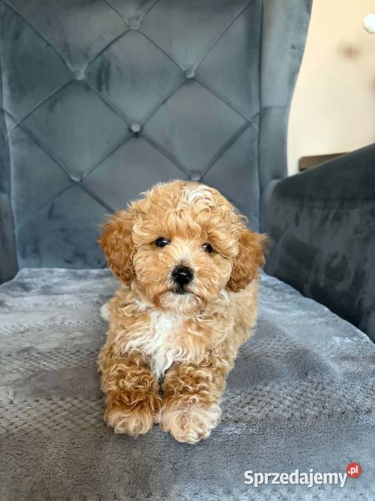 Szczeniaki Maltipoo 8 tyg Kielce