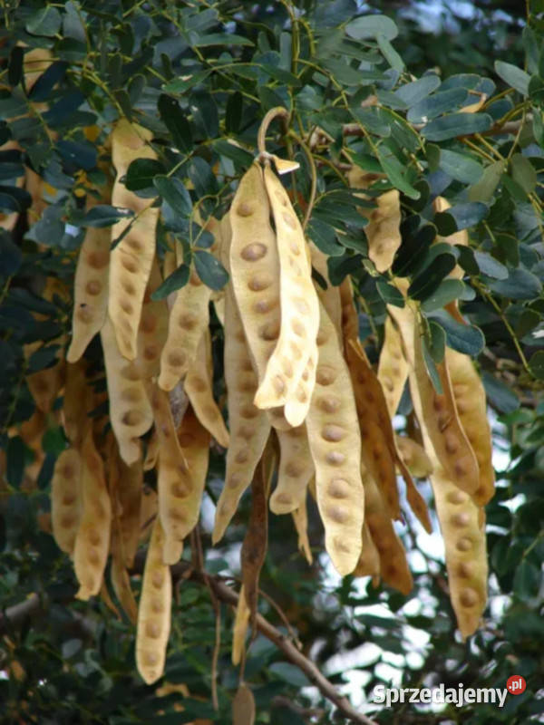 ALBICJA LEBBECK Albizia lebbeck NASIONA 100g Lubanie