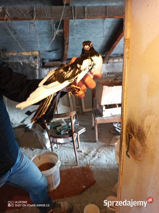 Gołębie zamojskie górnolotne Płoskie