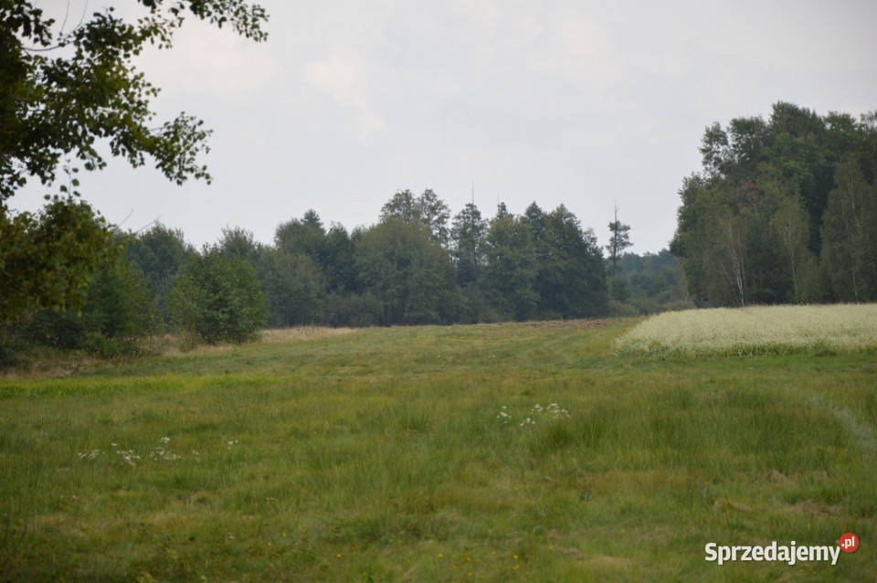 sprzedaży działki Brzeźnica Leśna rolna