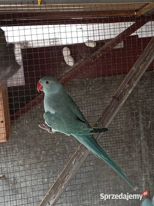 Aleksandretta Obrożna Ślask