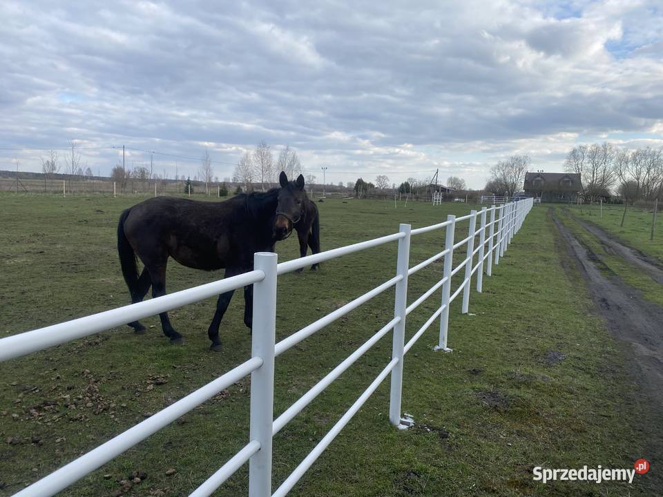 Ogrodzenie koni białe pcv słupki lonżownik Inowrocław