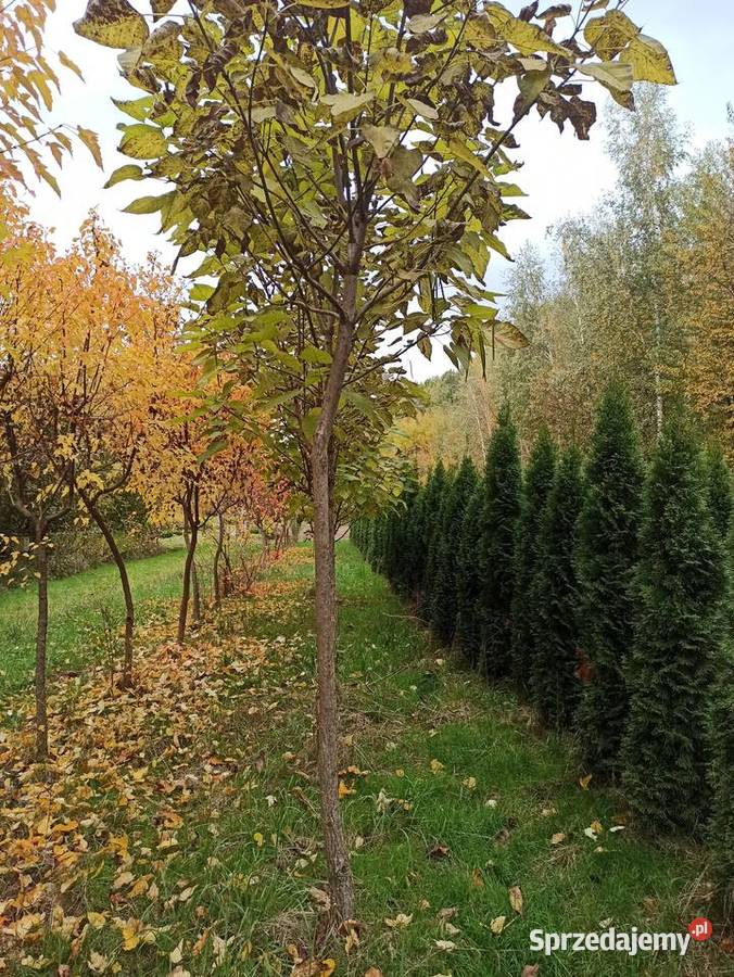 Thuje Szmaragd Brabant