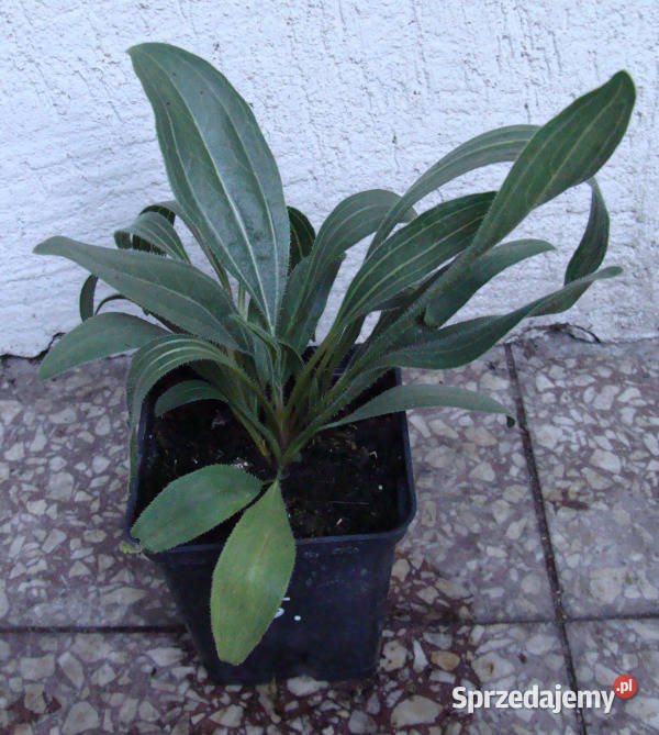 JEŻÓWKA WĄSKOLISTNA Echinacea sadzonki w Ustronie