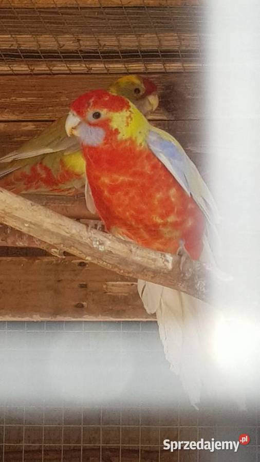 Rozella królewska Stare Babice