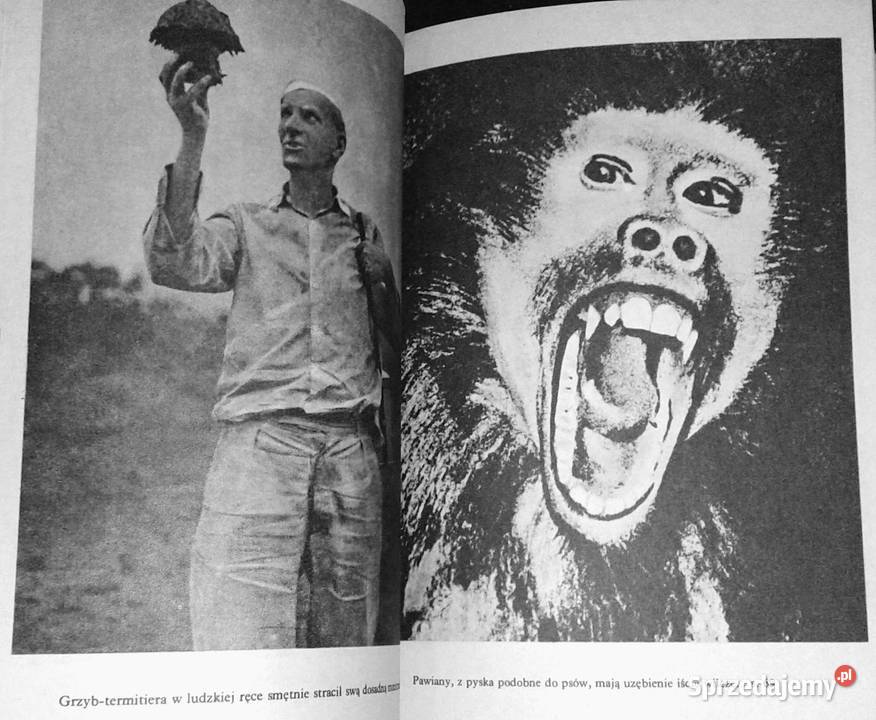 Nowa przygoda Gwinea Arkady Fiedler