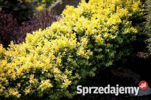Bukszpan sadzonki 10 15 w paletach i większe do Stalowa Wola
