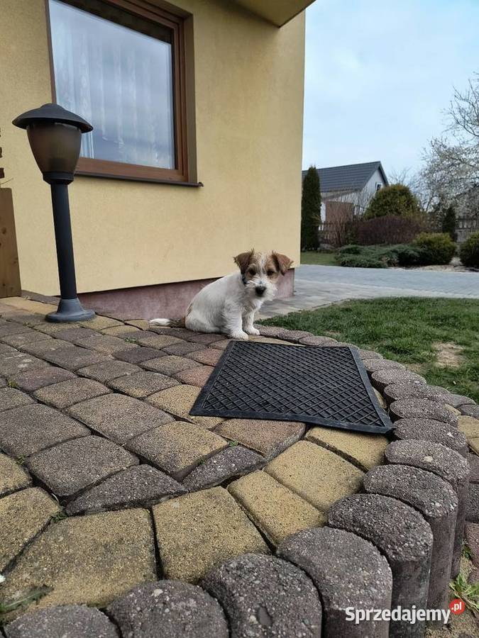 Jack Russell Terrier śląskie Nowy Broniszew