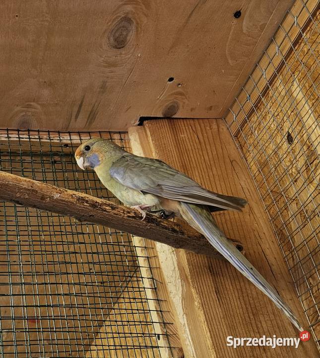 Sprzedam papugi Rozele Królewskie 2025r Rostarzewo