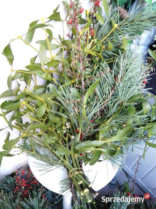 Jemiołka pęczki kulki wielkopolskie Poznań