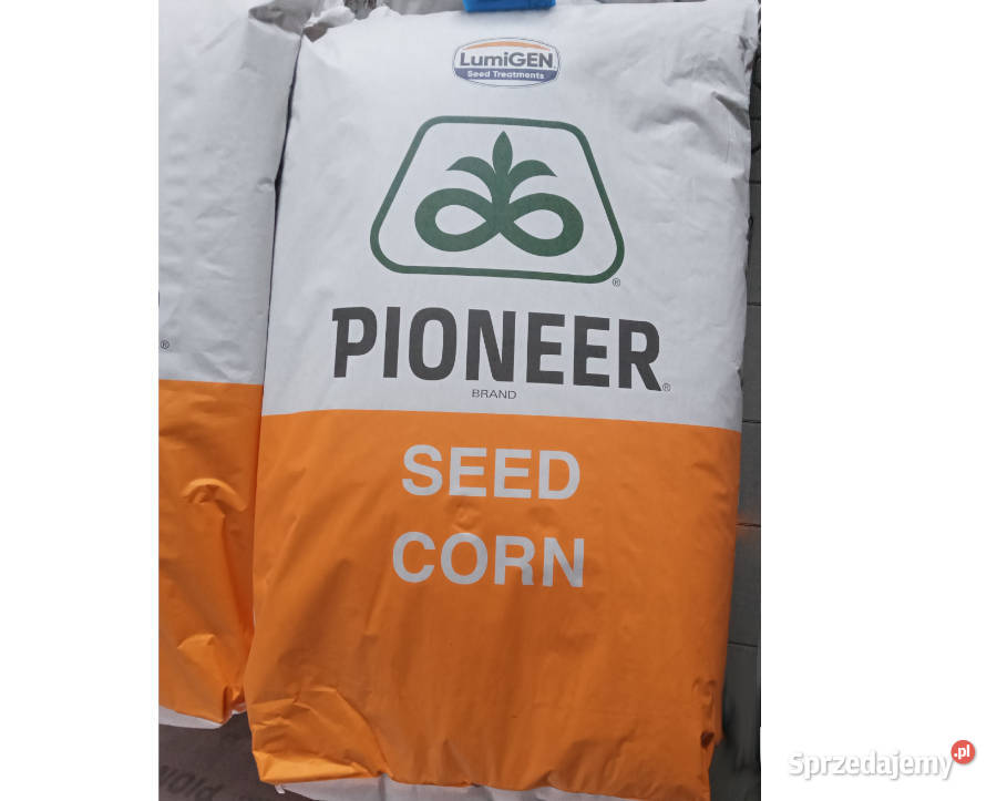 Nasiona kukurydzy Pioneer P8834 P8329 P8904 Łabiszyn sprzedam