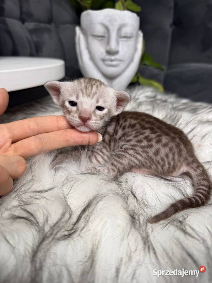 Czekoladowa samica Savannah F6 Kraków