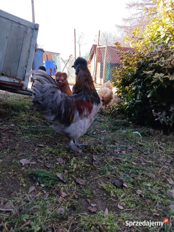 Sprzedam koguty rasy Silka Smyczyna