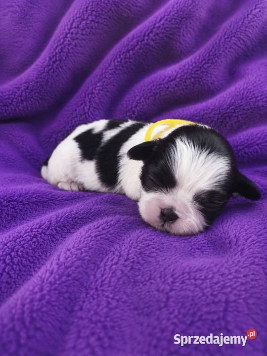 szczeniaki shih tzu Ciechocin