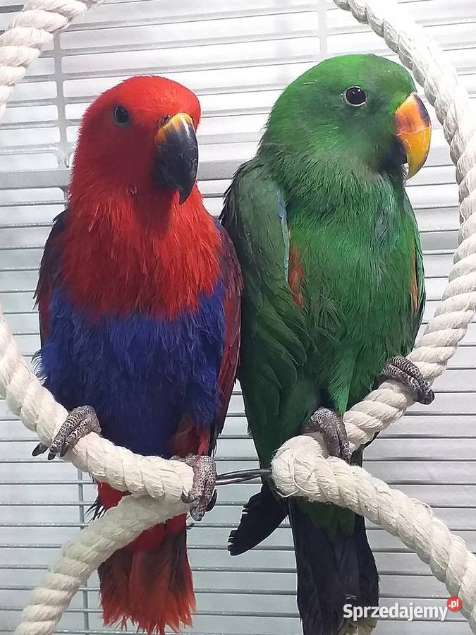 Lora Wielka samica mazowieckie Nowy Dwór Mazowiecki sprzedam