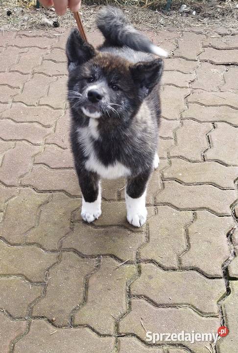 Akita inu pręgowana sunia Zkwp Rajszew