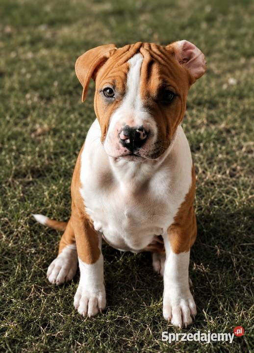 Amstaff FCI gotowy do odbioru Gdańsk
