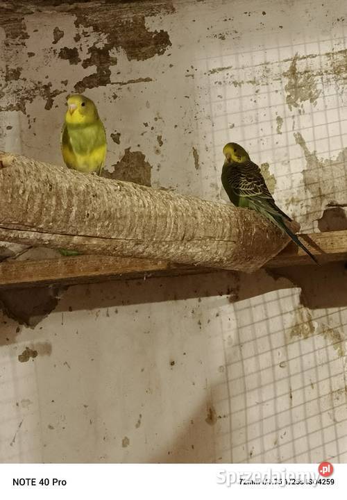 Sprzedam papugi faliste Gorzkowice sprzedam