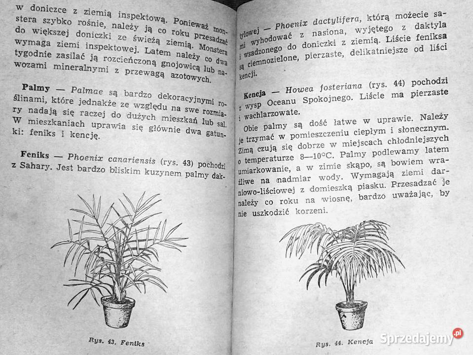 Kaktusy i inne Aleksandra KonarskaSzubska Rok wydania 1970 Chełm sprzedam