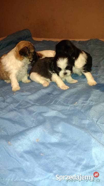 Shihtzu 2 chłopcow 2 dziewczynki Psy Unisław