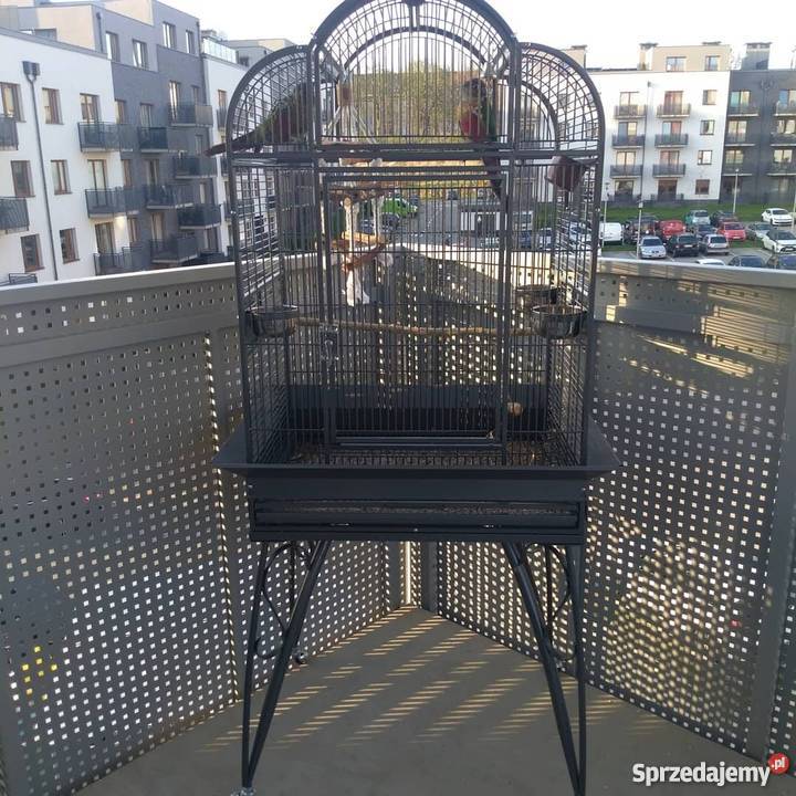 Papugi zachodniopomorskie