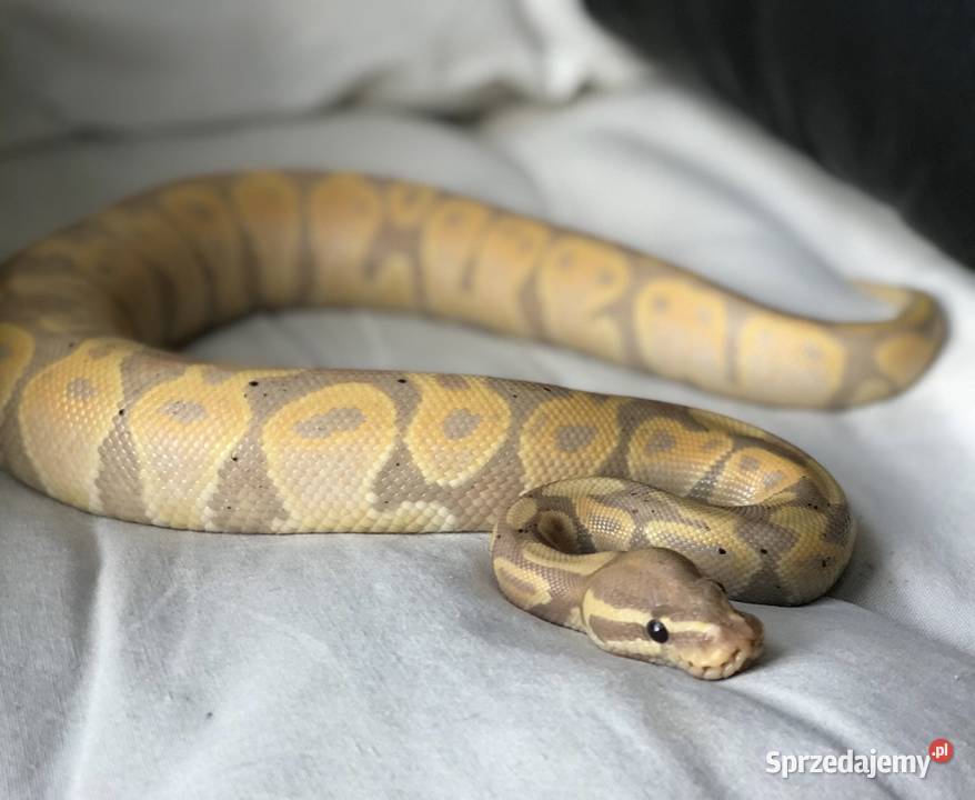 Wąż Królewski Banana Czeladź