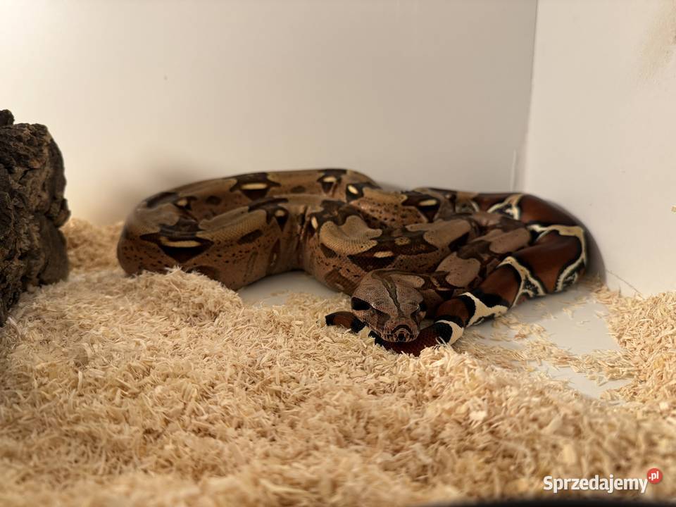 Boa Constrictor Guyana kujawsko-pomorskie Bydgoszcz sprzedam