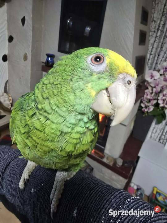 Sprzedam Amazonkę Oratrix Ptaki Piaseczno